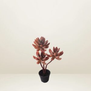 Planta crasa naranja con maceta