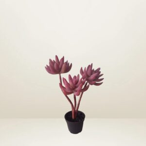 Planta crasa rosa con maceta