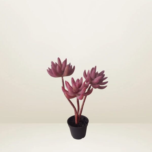 Planta crasa rosa con maceta