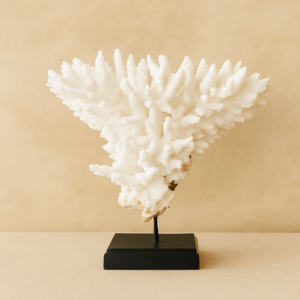 Coral Acropora Latistella