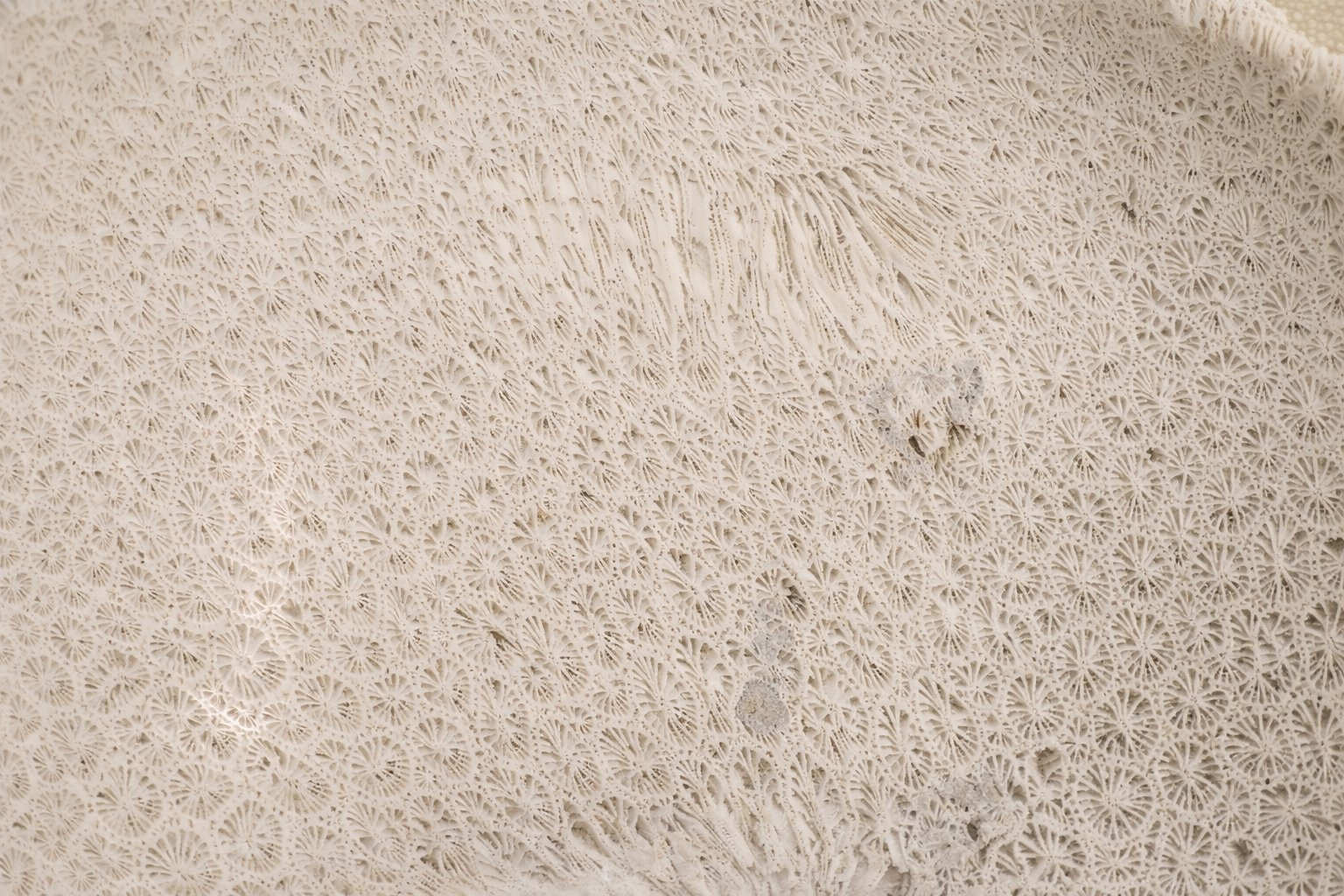 Fósil coral - Imagen 2